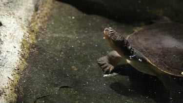 Eastern long-necked turtle poking his head out of the water, then diving under.