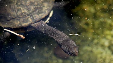 An eastern long-necked turtle swimming through the water