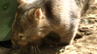 A hairy-nosed wombat walking around the base of the bin