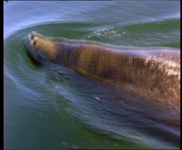 CM0011-BC-0006433 Cow and calf swim together over sea grass slow motion dive from surface