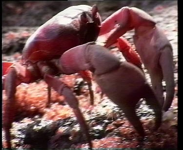 CM0011-BC-0006445 Large female spawning red crabs. The tiny hatchlings swarm around female's feet.