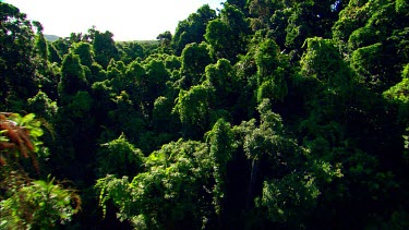 Aerial over canopy of tropical rainforest, north eastern Australia, Queensland. Daintree.