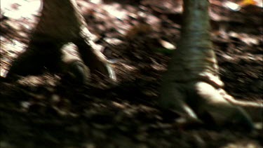 Southern cassowary claws as walking along forest floor