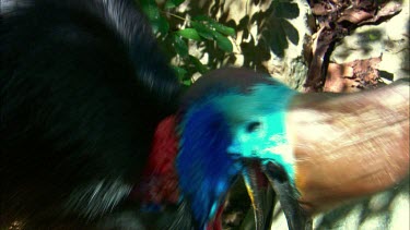 Southern Cassowary female, swallowing large blue round fruit