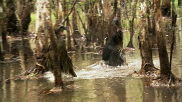 Southern Cassowary chicks, about nine or ten months old. Playing in water of paperbark swamp