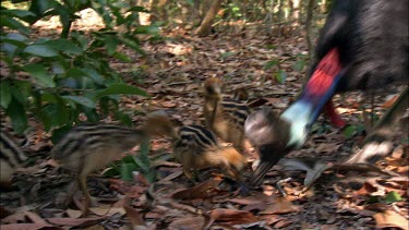 Southern Cassowary male and clutch of chicks. Chicks are striped for camouflage. Foraging on forest floor for food. Chicks learn by mimicking adult male. Male cares for brood.