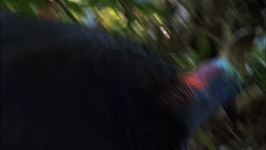 Southern Cassowary female calling, looking for a mate. Female is bigger and has larger casque and longer wattles.