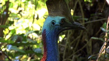 Southern Cassowary female calling, looking for a mate. Female is bigger and has larger casque and longer wattles.