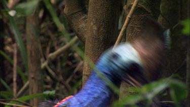 Southern Cassowary with casque, bill, blue neck and face and brown yellow eyes looking straight to camera.