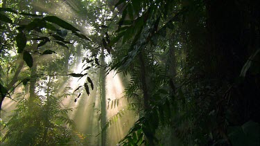 Dolly tracking shot across forest. Rays of filtered sunshine penetrate the dark shadows of the rainforest. Low angle looking up to rainforest canopy