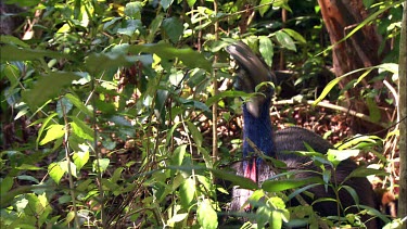 Southern Cassowary veiled by foliage.  Sitting in forest, He starts to puff out his feathers to create a space for his chicks to hide