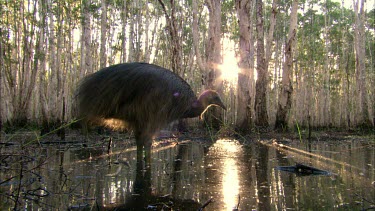Southern Cassowary drinking. Sun shining between two trees