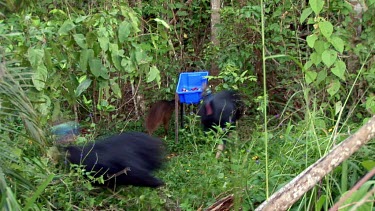 Southern cassowary and junenile being chased away from food by another Cassowary.