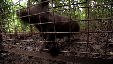Feral pig trapped in a cage. Rushes angrily at bars.