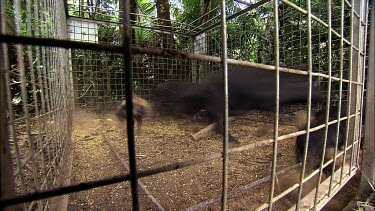 Feral pig and piglets trapped in a cage. Rushes angrily at bars.