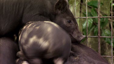 Feral pig and piglets trapped in a cage. Piglets suckling.
