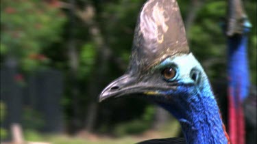 Male and female Southern Cassowary courtship. Male is smaller. Female is larger with larger casque and longer wattle