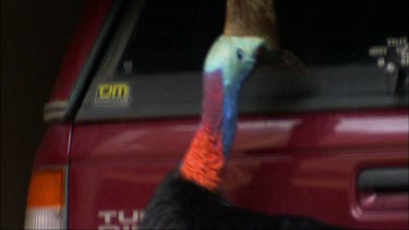 Cassowary looking for food approaches a car. Humorous shot as cassowary looks into car.