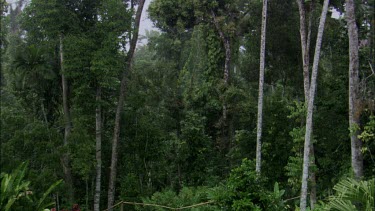 Raining in rainforest, jungle