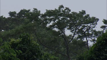 Strong wind blowing tops of trees in rainforest