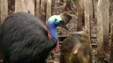 Southern cassowary chick comes very close to male and appears to hug him.