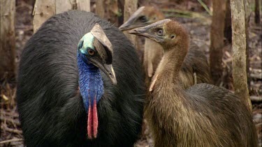 Southern Cassowary, Adult and Juvenile. Juvenile pecks the back of adults head