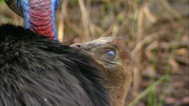 Southern Cassowary, Adult and Juvenile. Focus of the shot is on the juvenile