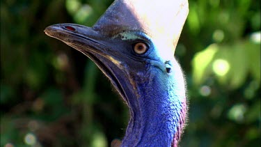 Southern Cassowary, brightly coloured blue neck and face skin. Looking up.