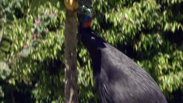 Southern Cassowary jumpin up to try to get ripe paw paw from tree