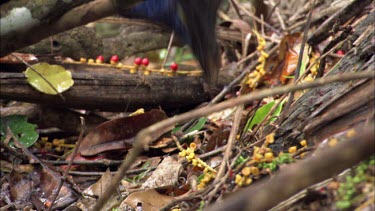 Southern cassowary feeding, foraging on fruit and berries fallen in rainforest