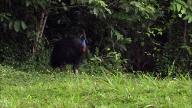 Southern cassowary at edge of rainforest