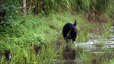 Southern cassowary walking through a river, searching for food
