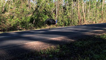 Cassowary walking across road