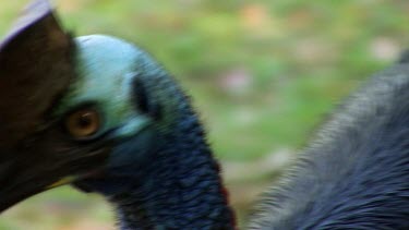 Head and neck of Southern Cassowary walking