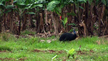 Southern cassowary crossing road, running across farm, hiding in undergrowth. Funny