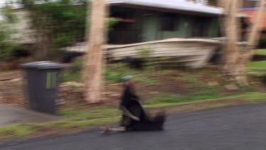 Southern cassowary running down road, slips and falls onto its rump. Funny