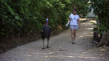 Woman armed with a rolled up newspaper tries to defend herself against cassowary. Cassowaries can be aggressive animals and their claws can inflict fatal damage.