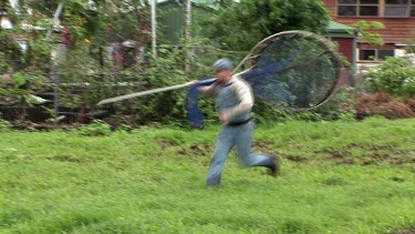Park Ranger with very long net running to catch cassowary to remove it from urban area.