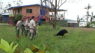 Park rangers net cassowary to remove it from urban area and return it to rainforest.