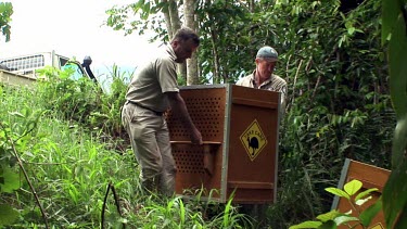Relocating cassowaries. Remove cassowary from urban area and relocate to forest. Park rangers carry crates into relocation area.