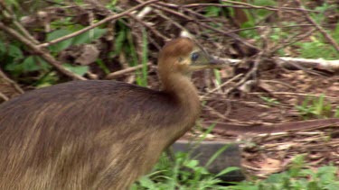 Cassowary chick walking. About nine months old.