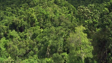 Aerial over rainforest near Mission Beach, Queensland. Shows pristine tropical rainforest canopy treeline