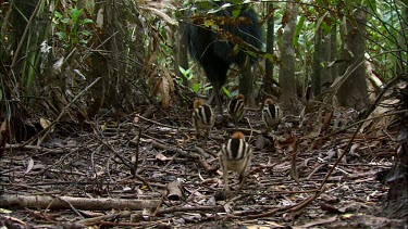 Four young cassowary chicks follow their father. The adult male looks after the chicks. The chicks are small and pale colour with black stripes along their backs and wings for camouflage on the forest...