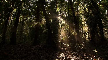 Pan through rainforest. Filtered sunlight through shadowed dark rainforest