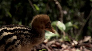 Cassowary chick. About Two weeks old. Yawns and stretches its bill