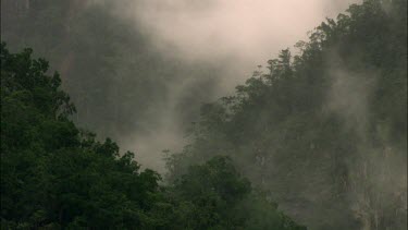 Eerie misty medium wide shot of rainforest