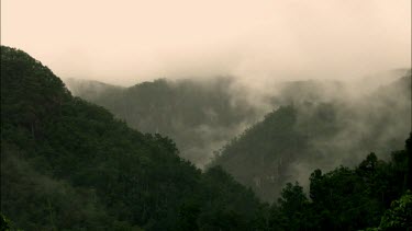 Eerie misty medium wide shot of rainforest