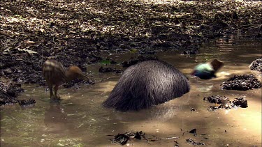 Cassowary chick, about two weeks old. With male bathing in swampy water. Cleaning to cool down or to get rid of mites and skin parasites. Chick is cautious and does not wade in too deep. Male takes ca...