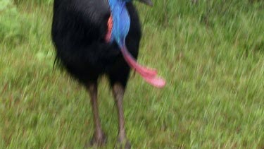 Female cassowary with large throat wattles. Making strange movements, almost like a dance. It has been shot with a tranquilizer as it is to be relocated