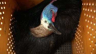 High-angle shot looking down at captured cassowary in a crate. For relocation